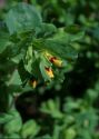 Cerinthe major L. attēls