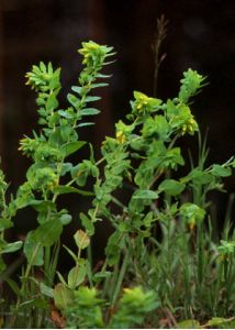 Cerinthe minor L. attēls