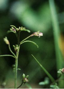 Chaenorhinum minus (L.) Lange attēls