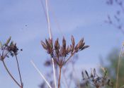 Chaerophyllum aromaticum L. attēls