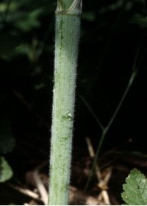 Chaerophyllum bulbosum L. attēls