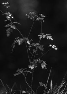 Chaerophyllum temulum L. attēls