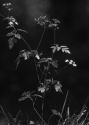 Chaerophyllum temulum L. attēls