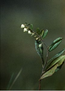 Chamaedaphne calyculata (L.) Moench attēls