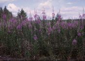 Chamaenerion angustifolium (L.) Scop. attēls