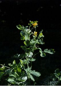 Chelidonium majus L. attēls