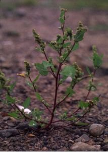 Chenopodium acerifolium Andrz. attēls