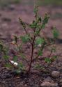 Chenopodium acerifolium Andrz. attēls