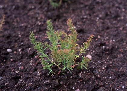 Chenopodium aristatum L. attēls