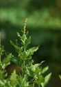 Chenopodium bonus-henricus L attēls