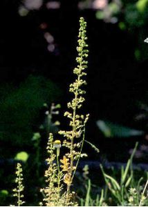 Chenopodium botrys L. attēls