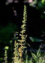 Chenopodium botrys L. attēls