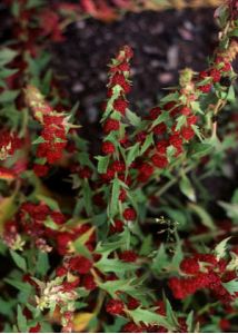 Chenopodium foliosum Asch. attēls