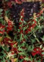 Chenopodium foliosum Asch. attēls