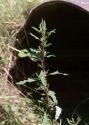 Chenopodium glaucum L. attēls