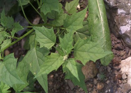 Chenopodium hybridum L. attēls
