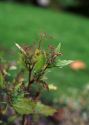 Chenopodium murale L. attēls