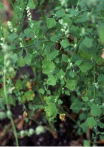 Chenopodium opulifolium Schrad. ex DC. attēls