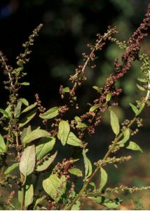 Chenopodium polyspermum L. attēls