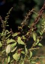 Chenopodium polyspermum L. attēls