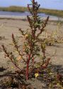 Chenopodium rubrum L. attēls