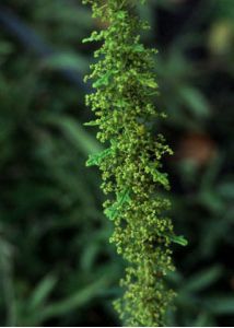 Chenopodium schraderianum Schult. attēls