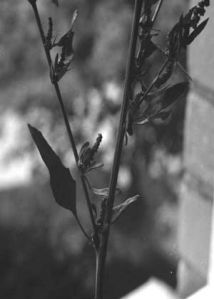 Chenopodium strictum Roth attēls