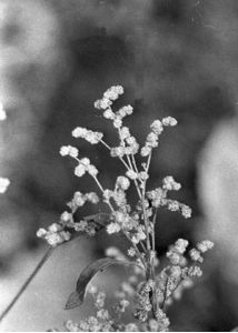 Chenopodium suecicum Murr attēls