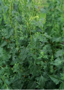 Chenopodium urbicum L. attēls