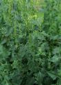 Chenopodium urbicum L. attēls