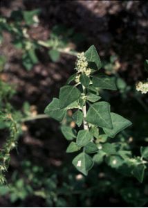 Chenopodium vulvaria L. attēls