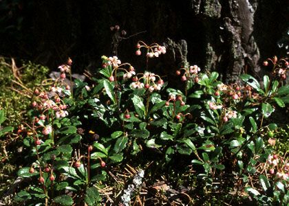 Chimaphila umbellata (L.) W.P.C.Barton attēls