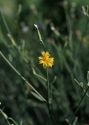 Chondrilla juncea L. attēls