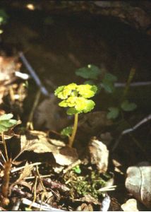 Chrysosplenium alternifolium L. attēls