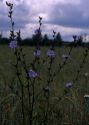 Cichorium intybus L. attēls