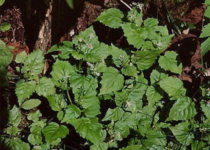 Circaea alpina L. attēls