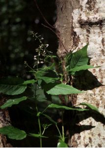 Circaea lutetiana L. attēls