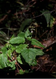 Circaea x intermedia Ehrh. attēls