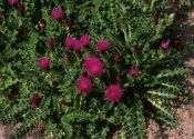 Cirsium acaule Scop. attēls