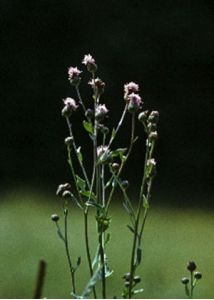 Cirsium arvense (L. ) Scop. attēls