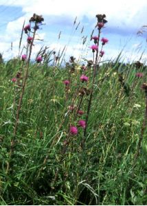 Cirsium heterophyllum (L.) Hill attēls