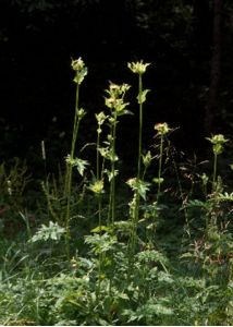 Cirsium oleraceum (L.) Scop. attēls