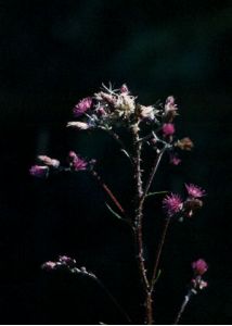 Cirsium palustre (L.) Scop. attēls