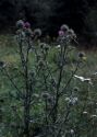 Cirsium vulgare (Savi) Ten. attēls