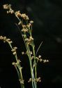 Cladium mariscus (L.) Pohl attēls