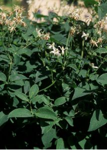 Clematis recta L. attēls