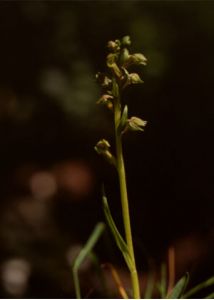 Coeloglossum viride (L.) Hartm. attēls