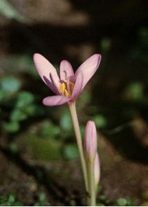 Colchicum autumnale L. attēls