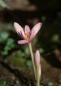 Colchicum autumnale L. attēls