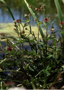 Comarum palustre L. attēls